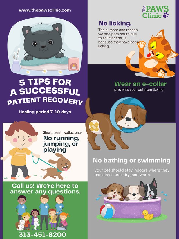 Incision care while your dog is walking