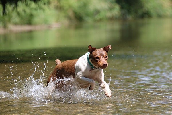 Keeping Your Hypoallergenic Dog Healthy