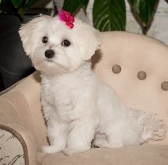 Maltese