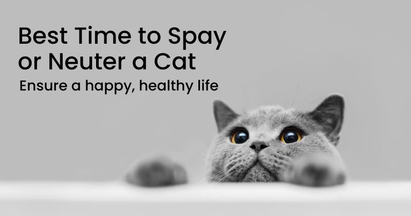 Best Age to Spay and Health Considerations