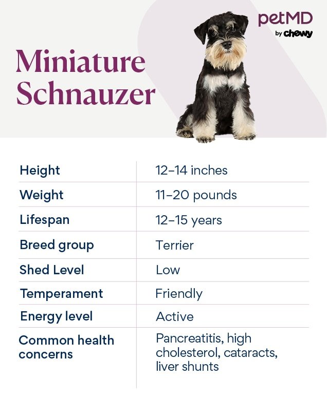 Miniature Schnauzer