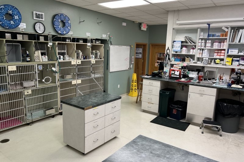 When to Call the Vet or Emergency Clinic