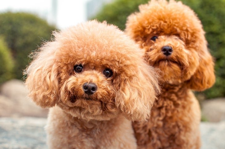 Are some dogs truly hypoallergenic?