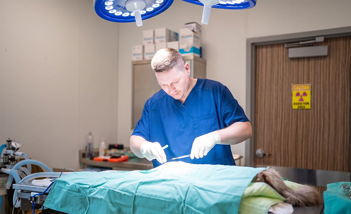 What Happens on Spay Surgery Day