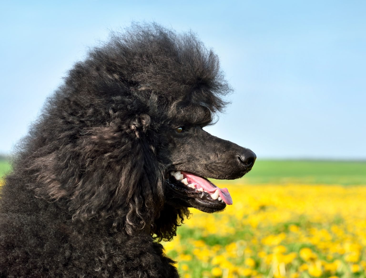 Best age to neuter for health and budget