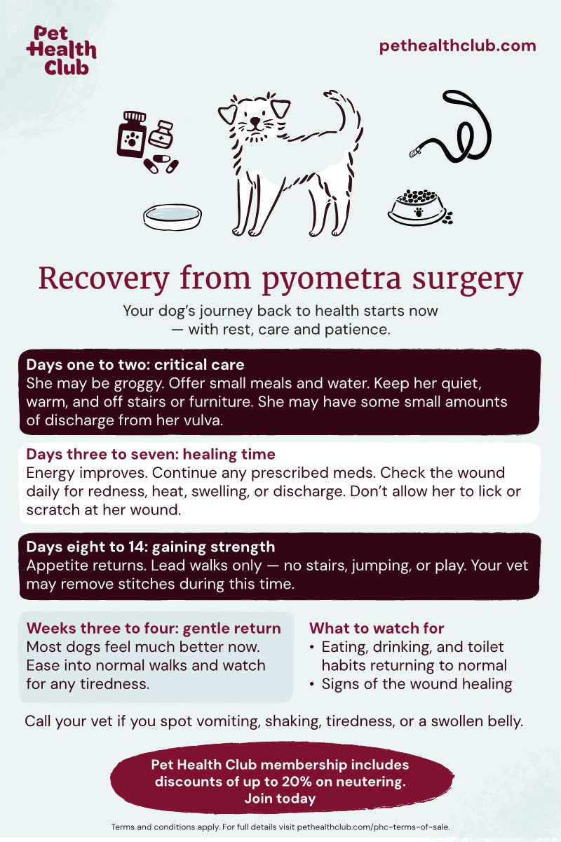 When to Call the Vet During Recovery