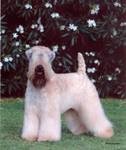 Soft Coated Wheaten Terrier