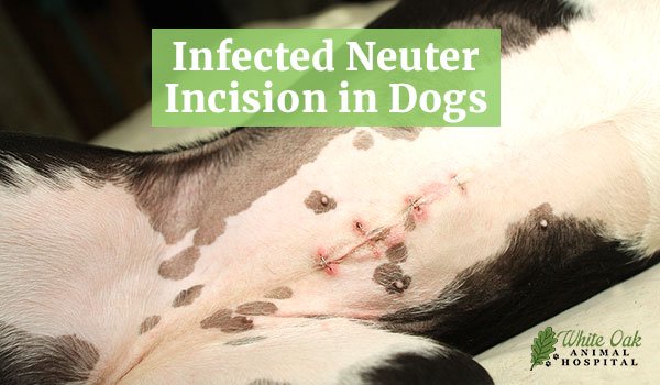 Helping Your Dog Heal Smoothly After Spay