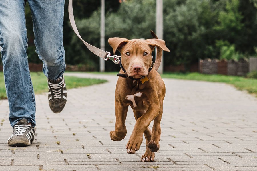 Questions to ask your vet about walking