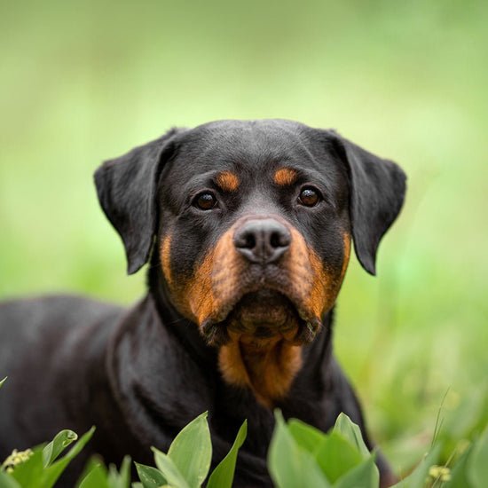 Keeping allergic dogs healthy long term