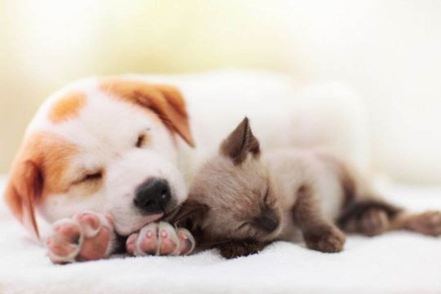 Making the right decision for your dog