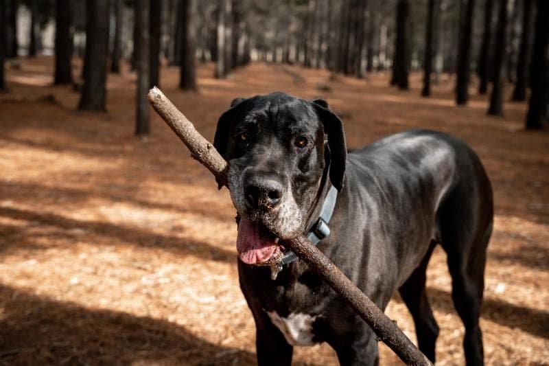 Key Takeaways for Healthy Life With Dogs