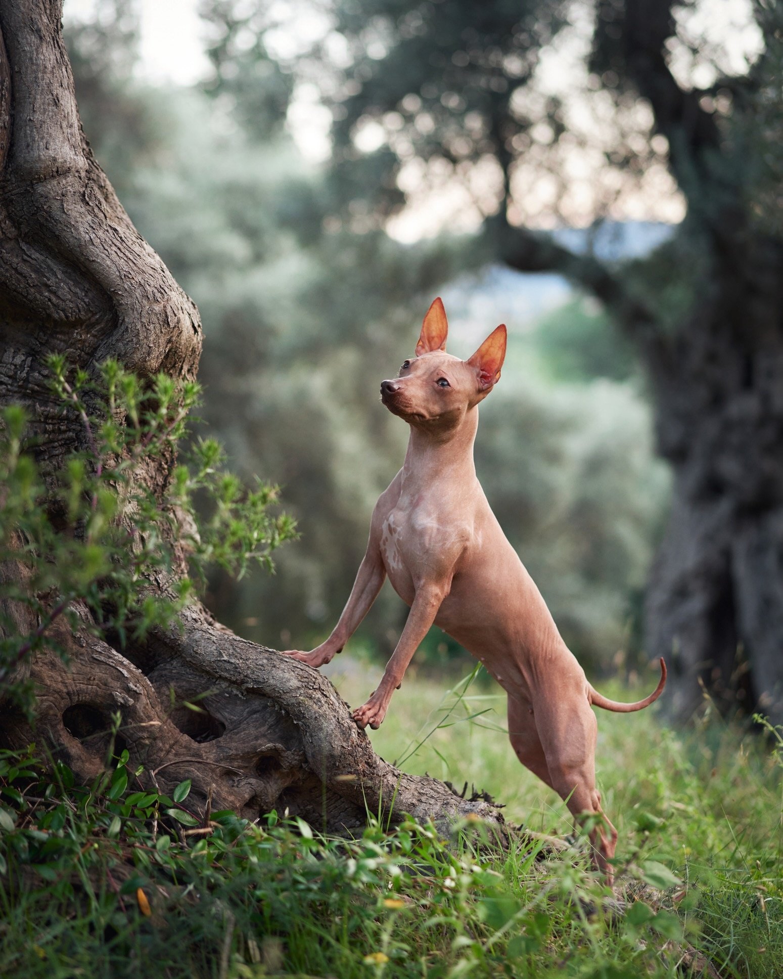 American Hairless Terrier