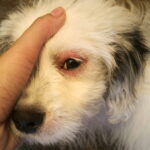 Dog Food Allergies & Hypoallergenic Dog Food Guide