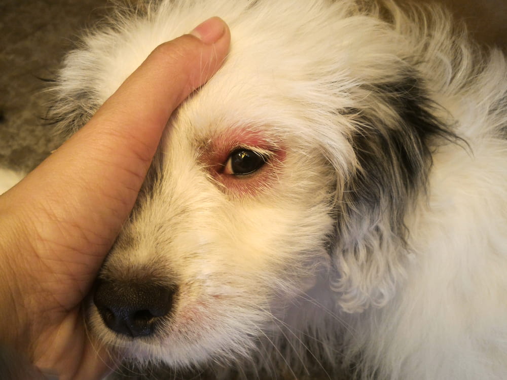 Dog Food Allergies & Hypoallergenic Dog Food Guide
