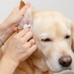 Brown Ear Discharge in Dogs: Causes, Treatment & Health