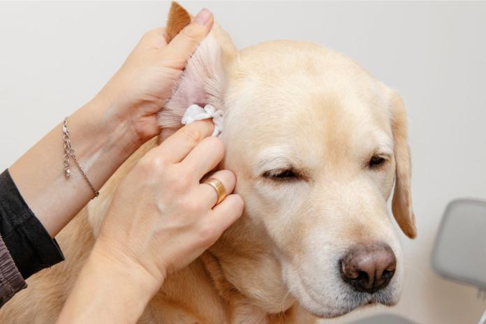 Brown Ear Discharge in Dogs: Causes, Treatment & Health