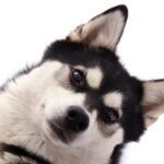 Dog Keeps Shaking Head? 7 Health Causes & What to Do