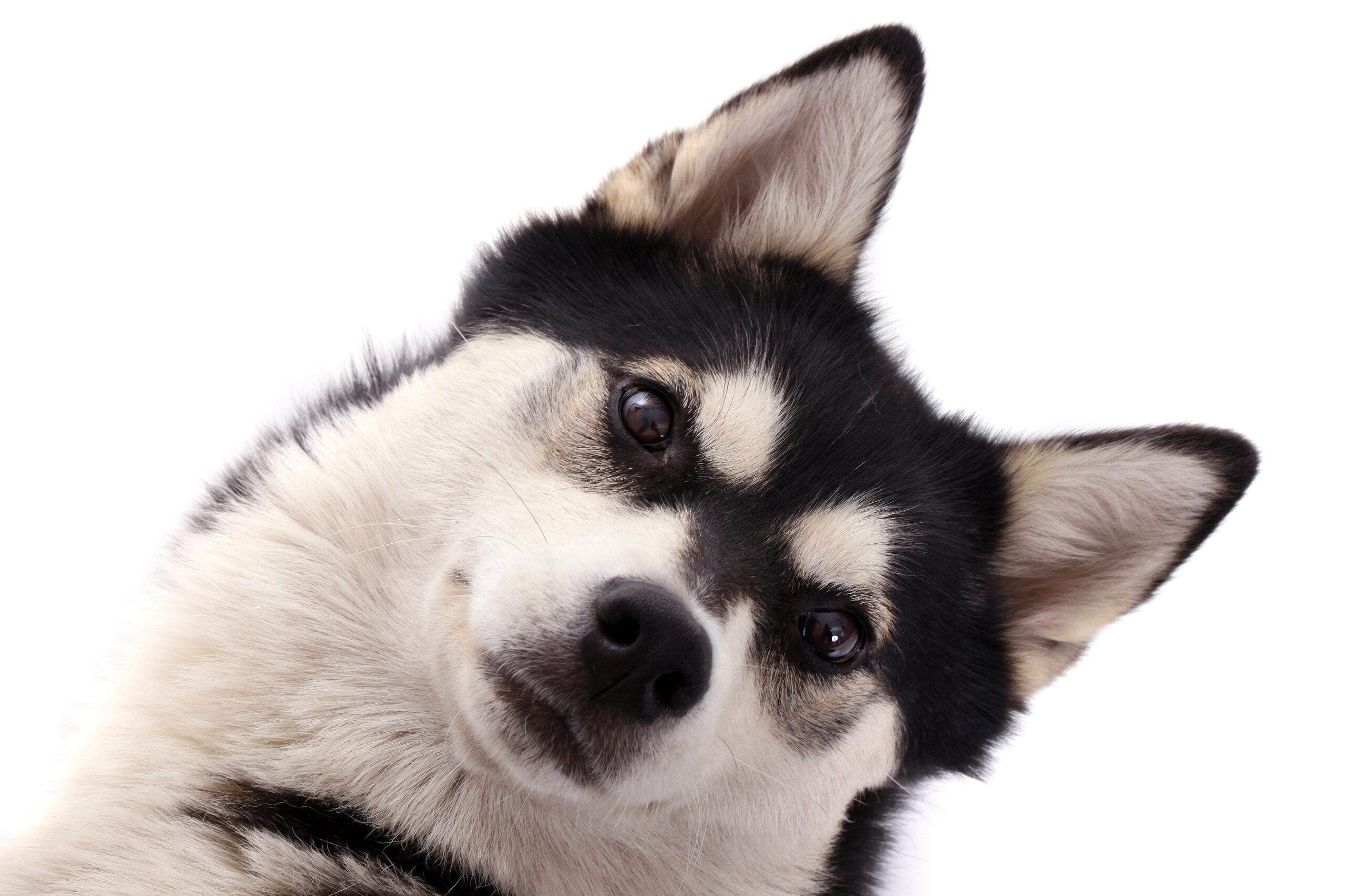 Dog Keeps Shaking Head? 7 Health Causes & What to Do