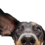 Dog Ear Infection Symptoms: Health Guide for Owners