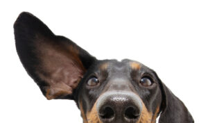 Dog Ear Infection Symptoms: Health Guide for Owners