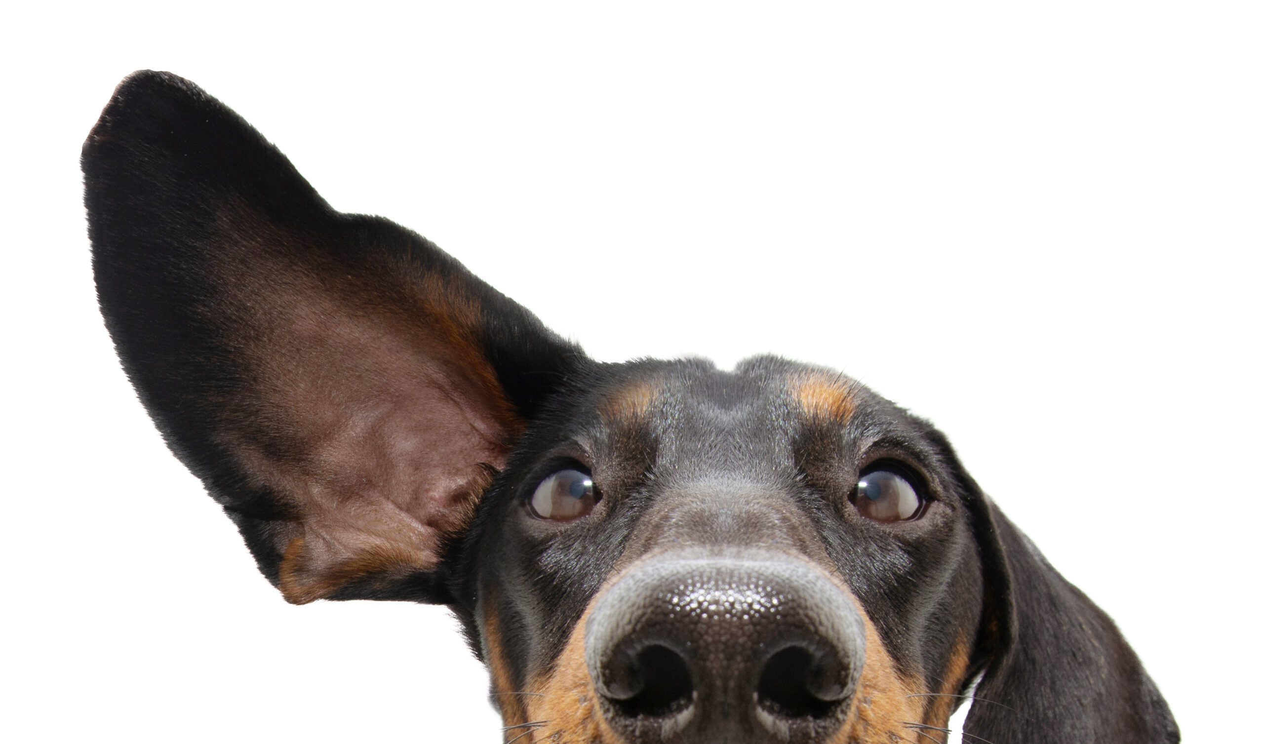 Dog Ear Infection Symptoms: Health Guide for Owners