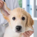 Dog Ear Smell Causes: 7 Health Problems to Check