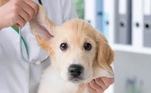 Dog Ear Smell Causes: 7 Health Problems to Check