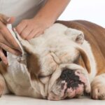 Black Ear Discharge in Dogs: Health Risks & Care Guide