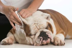 Black Ear Discharge in Dogs: Health Risks & Care Guide