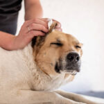 Dog Health: How to Clean Dog Ears Step by Step Safely
