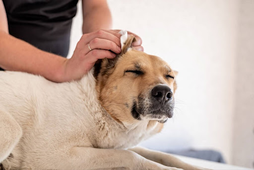 Dog Health: How to Clean Dog Ears Step by Step Safely