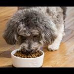 7 Best Dog Food Options for Weight Loss in 2026