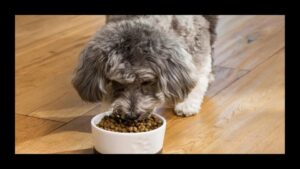 7 Best Dog Food Options for Weight Loss in 2026