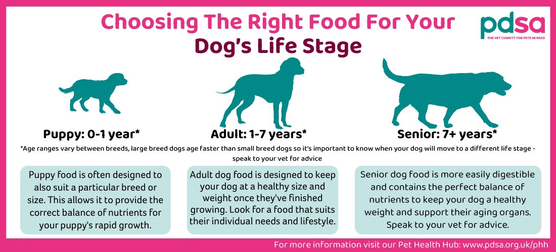 How Aging Changes Your Dog’s Nutrition Needs
