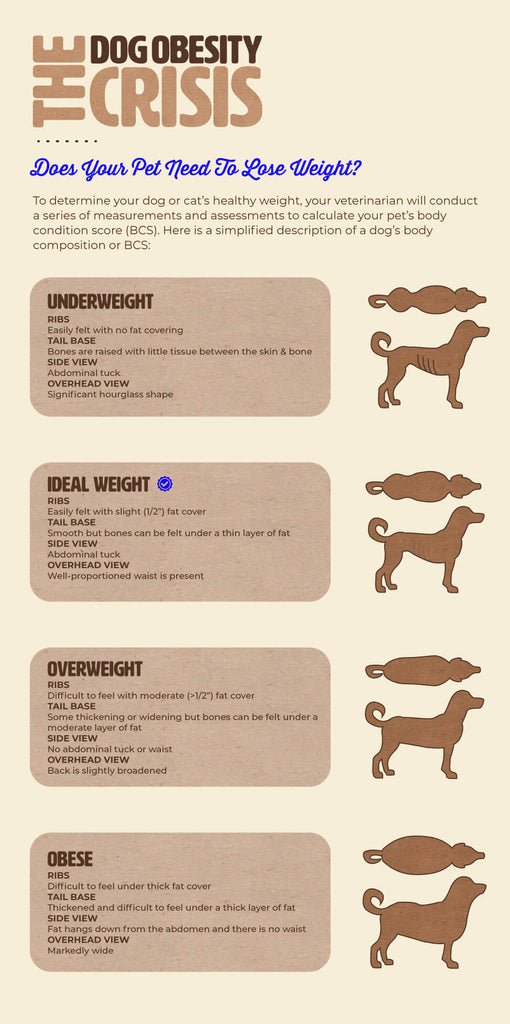 How to Tell if Your Dog Needs to Slim Down