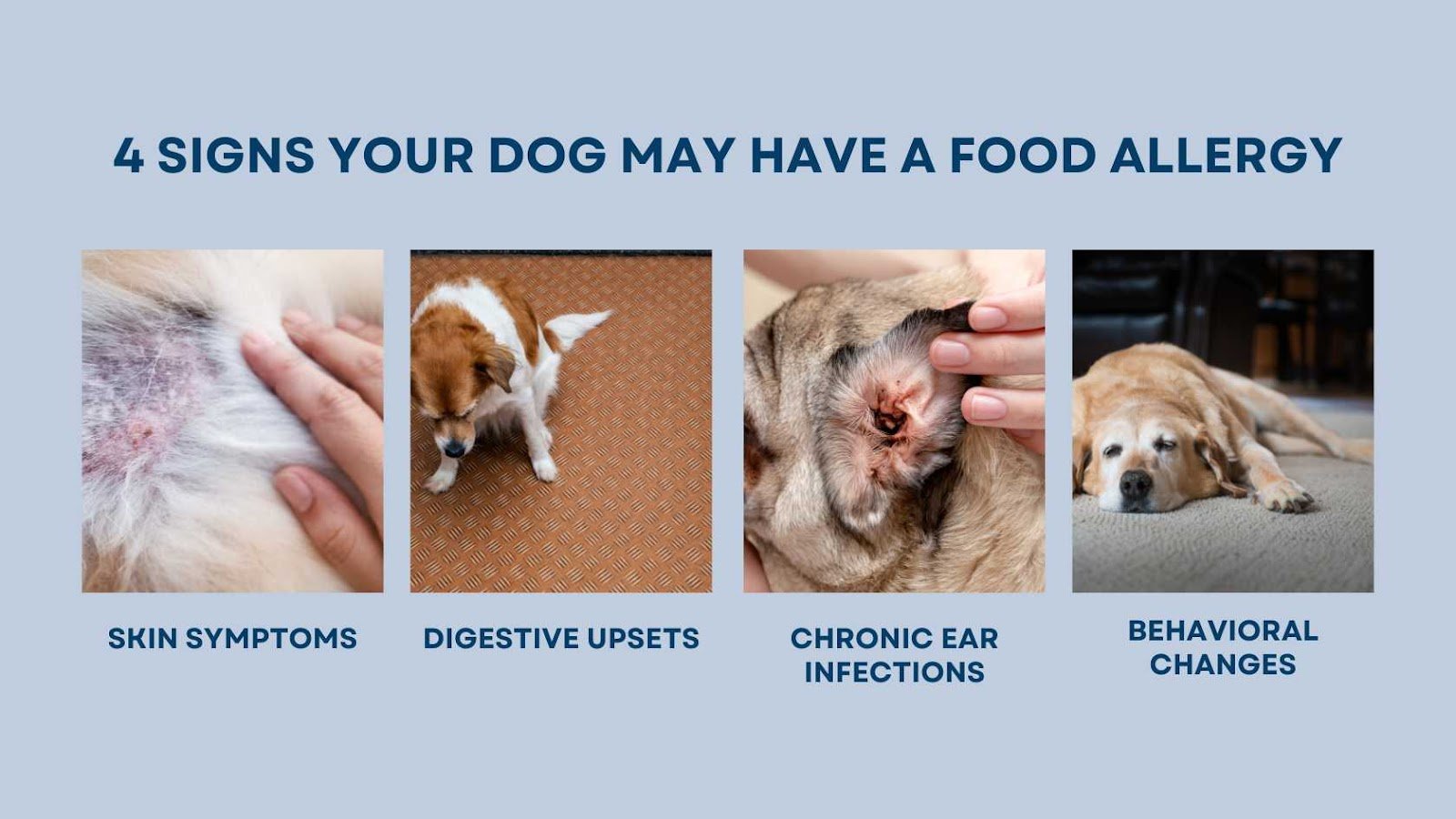 Common Signs Your Dog May Be Allergic