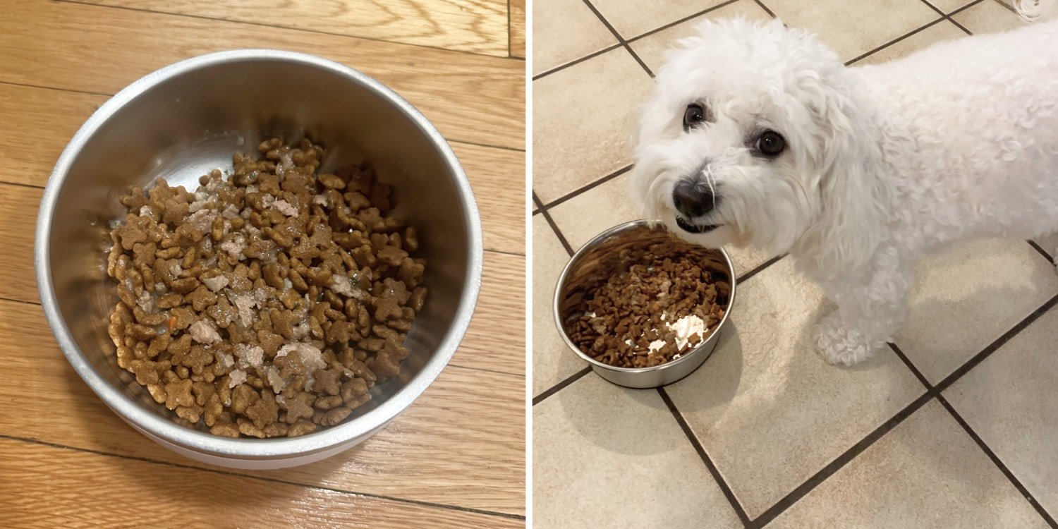 How to Choose the Best Dog Food for Senior Dogs
