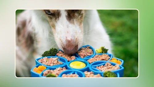 Other Causes That Mimic Food Allergy