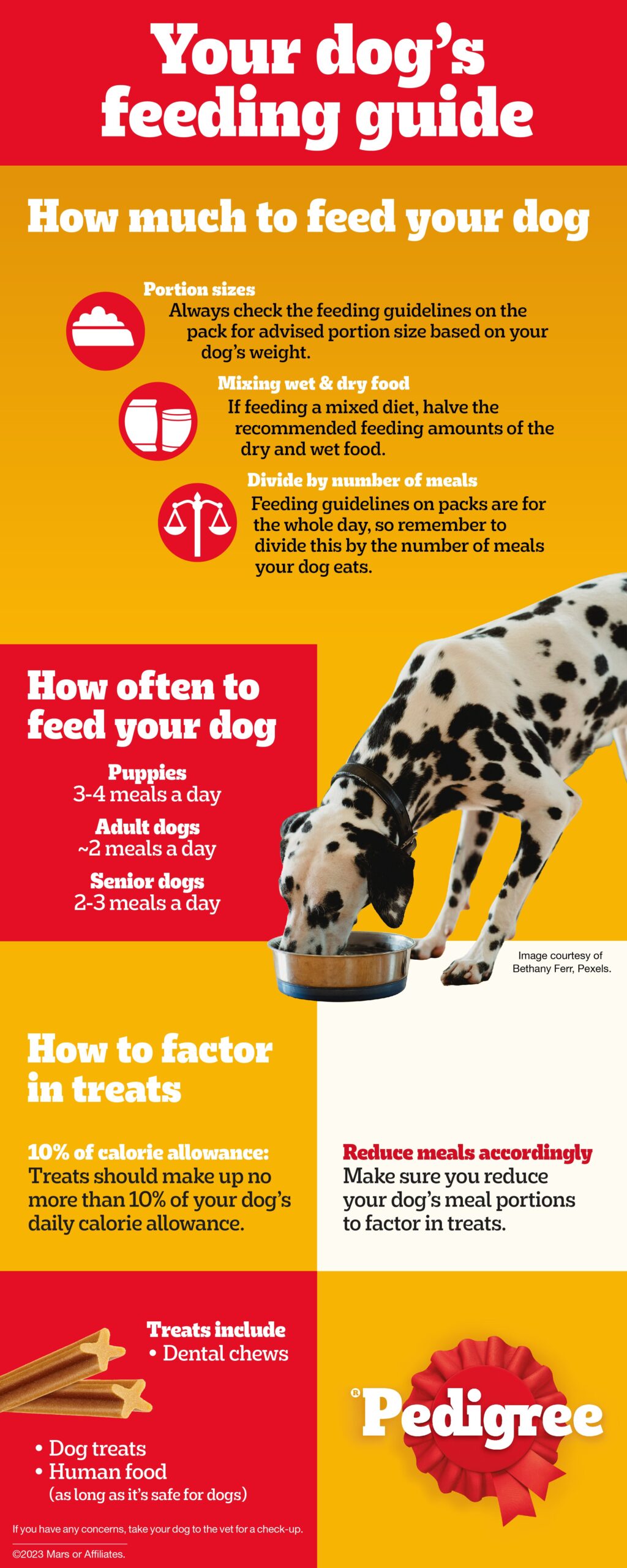 Daily Feeding Tips for Older Dogs