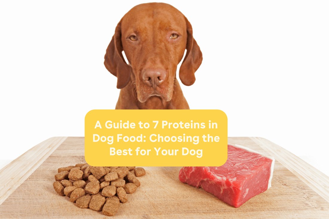 Choosing the Best Hypoallergenic Diet