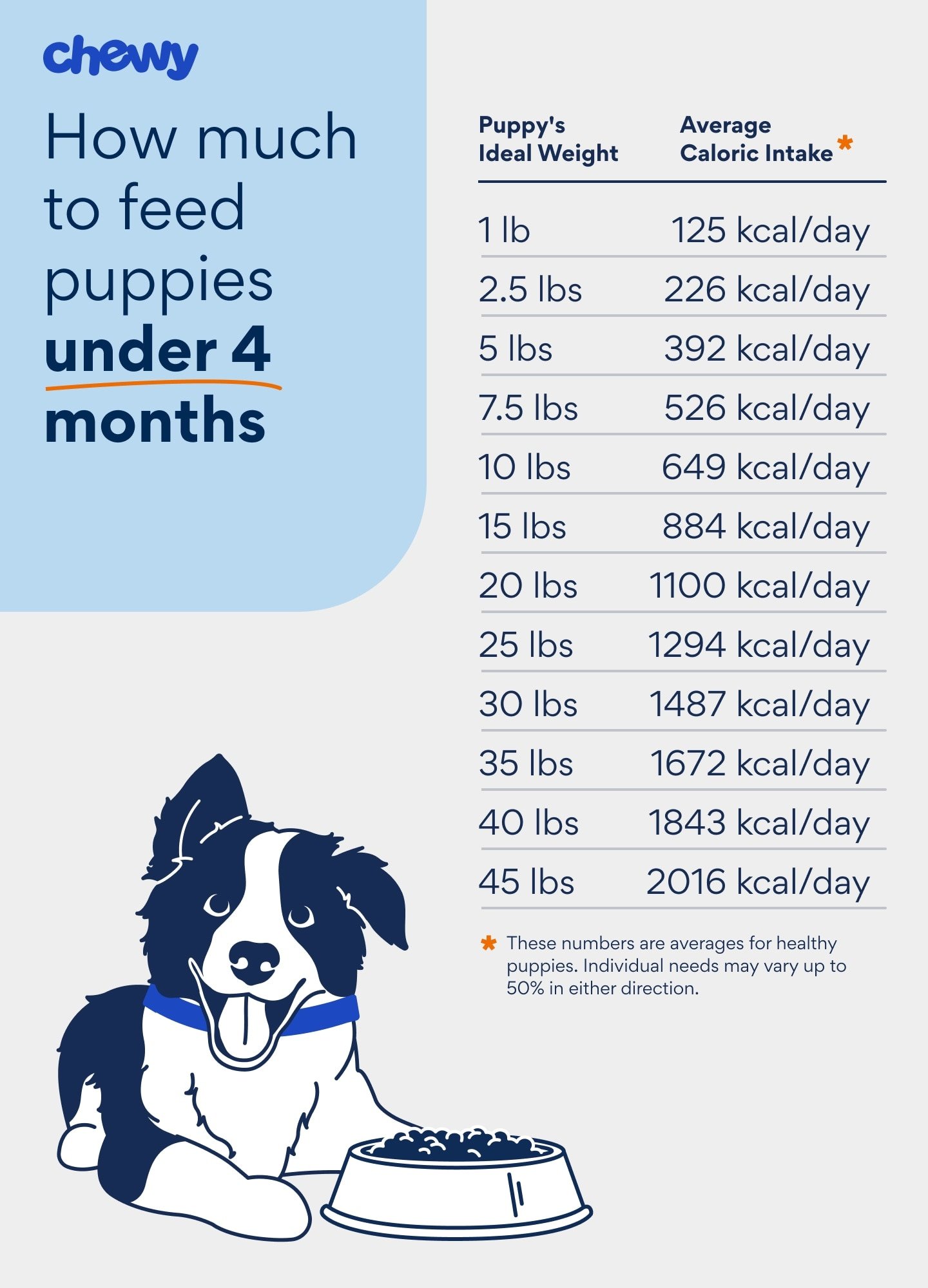 When to Talk to Your Vet About Weight