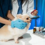 Dog Ear Mites Symptoms: A Simple Health Guide for Owners