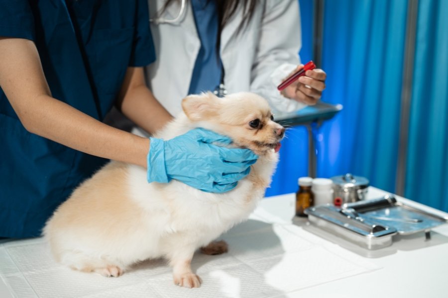 Dog Ear Mites Symptoms: A Simple Health Guide for Owners