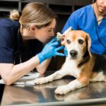 Dog Health: Ear Hematoma Treatment Cost Guide 2024