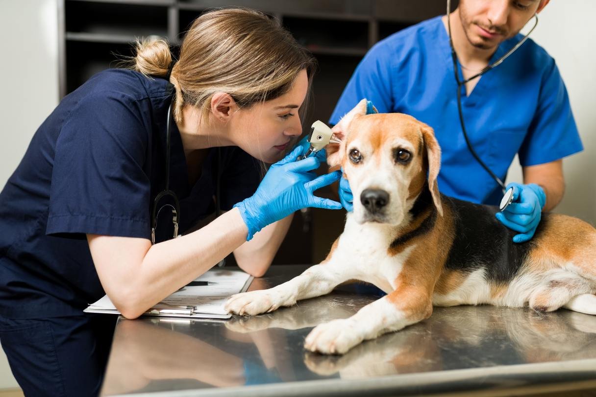 Dog Health: Ear Hematoma Treatment Cost Guide 2024