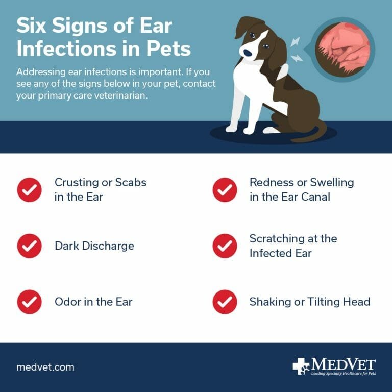 Why Dog Ear Infections Need Care