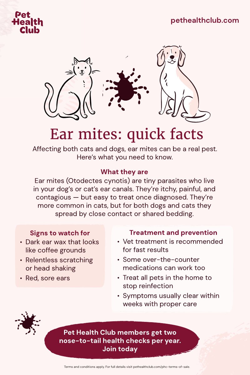 Quick facts about ear mites in dogs