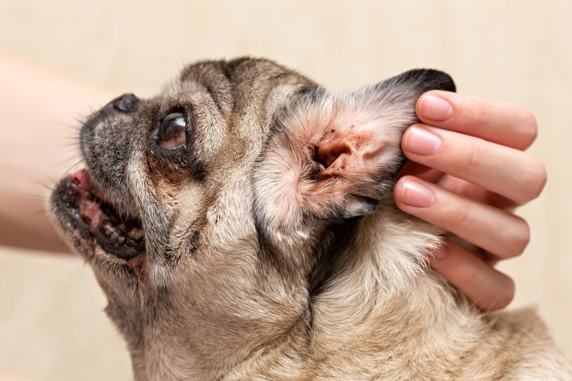 Understanding Malassezia in Dog Ears