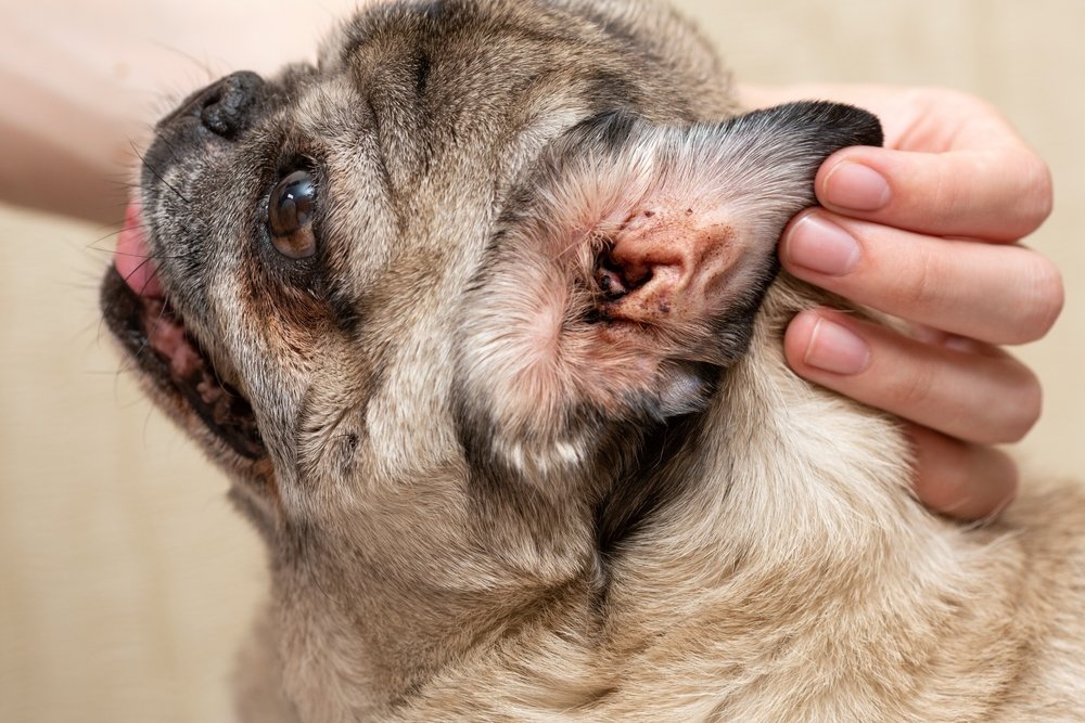 Understanding Ear Infections in Dogs